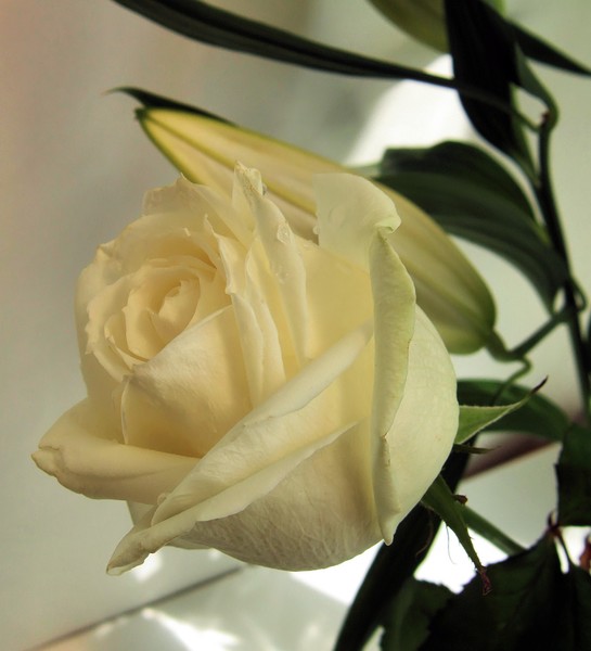 cream rose
