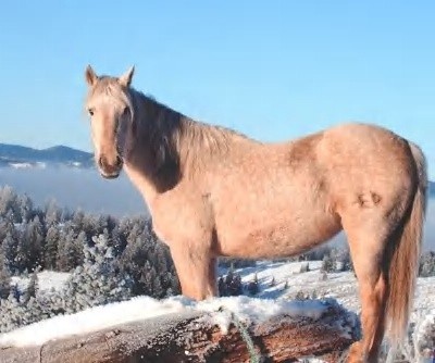 Mr Ed