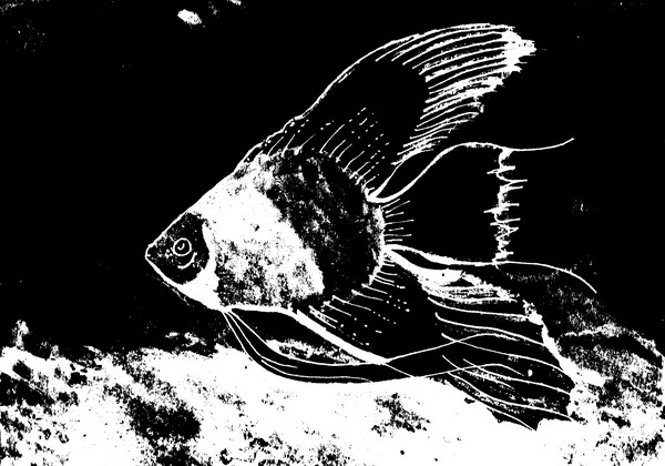 Black & white fish