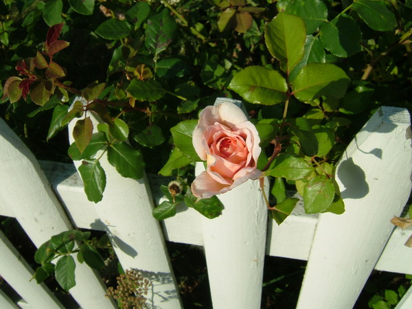 Block Island blooms