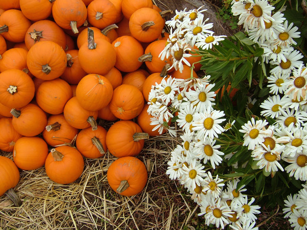 Pumpkins and Daisys
