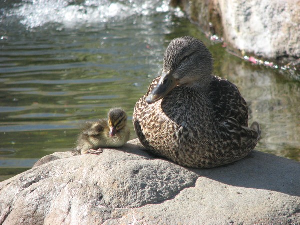 Proud Momma