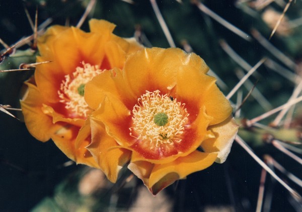 Cholla Flower