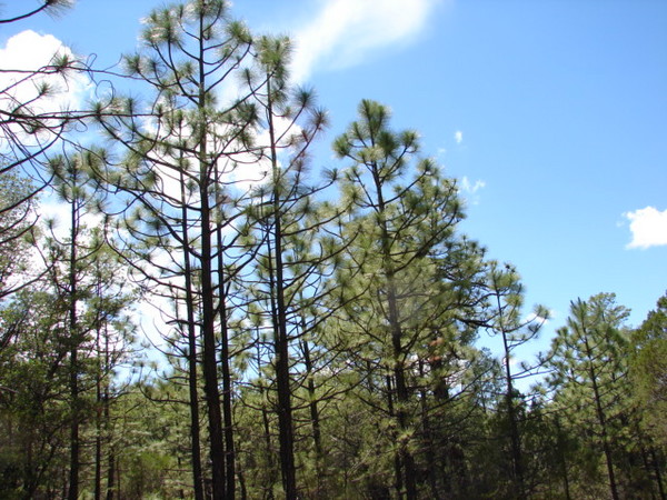 Apache Pines