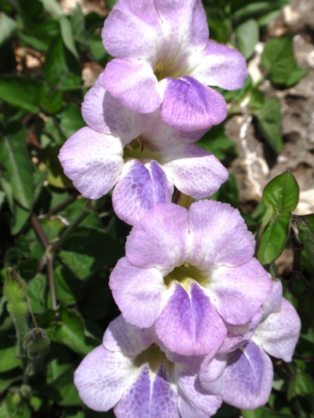 Caribbean Flowers