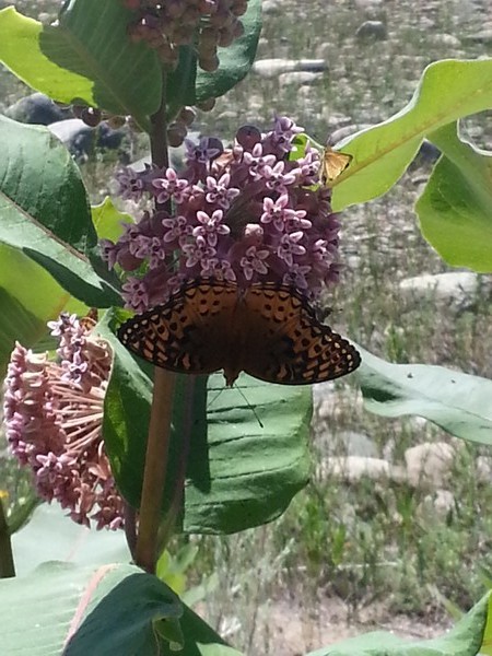 butterfly