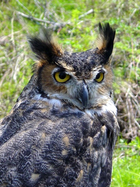 Wise Horned Owl