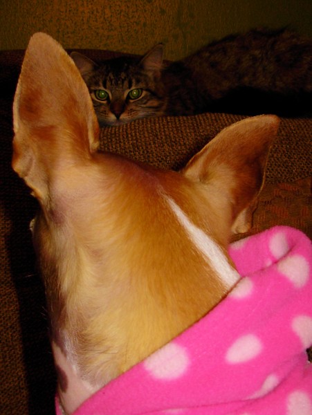 Truce?