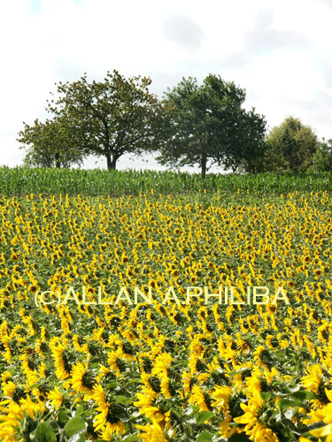 Field of sunflowers