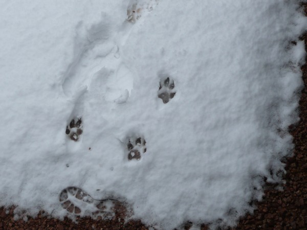 Snow Prints