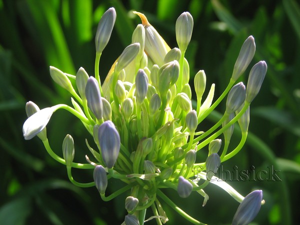 Agapanthus_