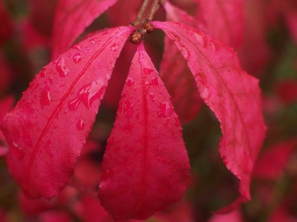 Burnin' Leaves