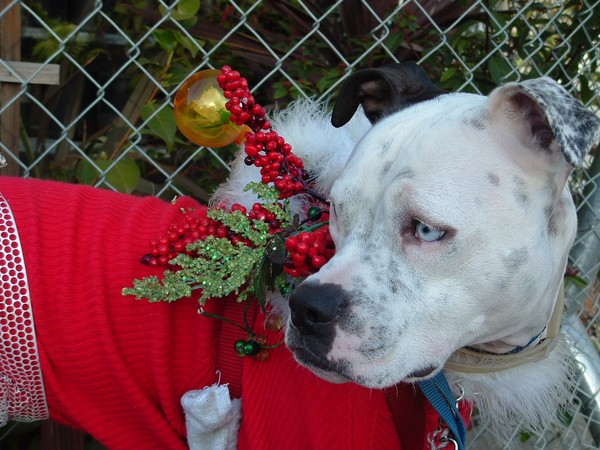 Christmas Outfit 2009