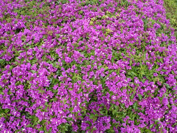 Ocean Of Purple