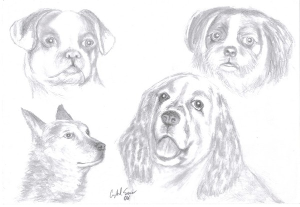 Pets