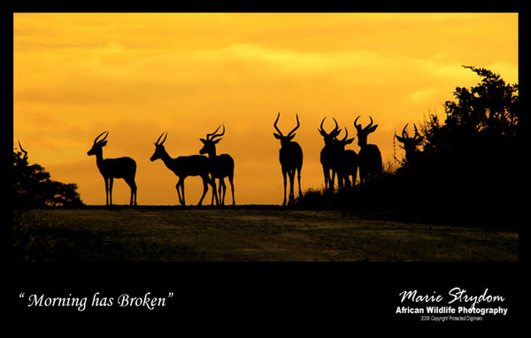 Morning has Broken