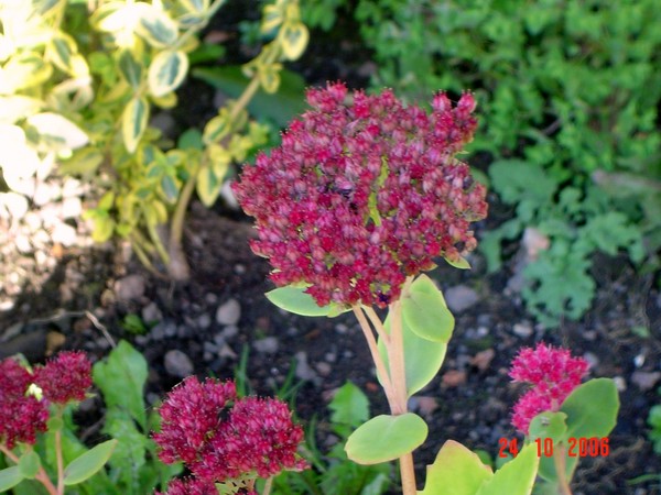 flower in gardern