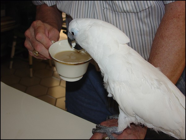 Boo, the Coffee Drinking Cockatoo