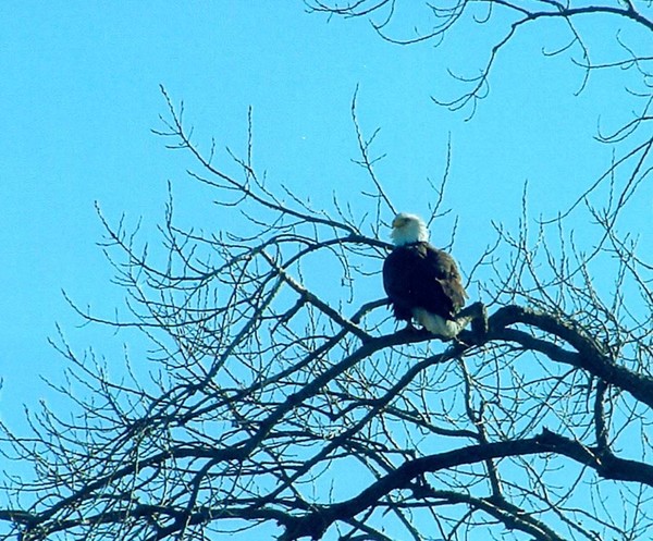 ruffled feathers 2