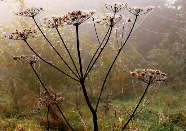 Nature's Tapestry