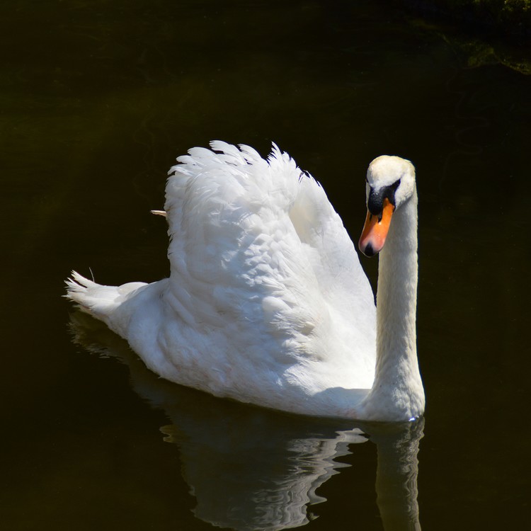 White swan 