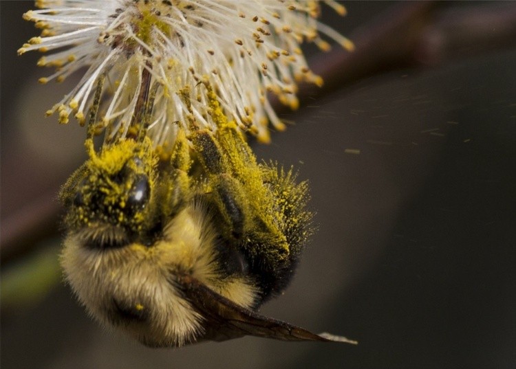 Bee