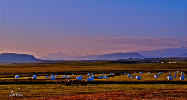  Grass wrapping in the morning sun !