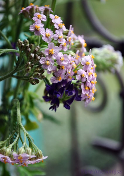wildflower