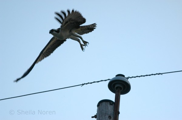 Beach Birds in Flight