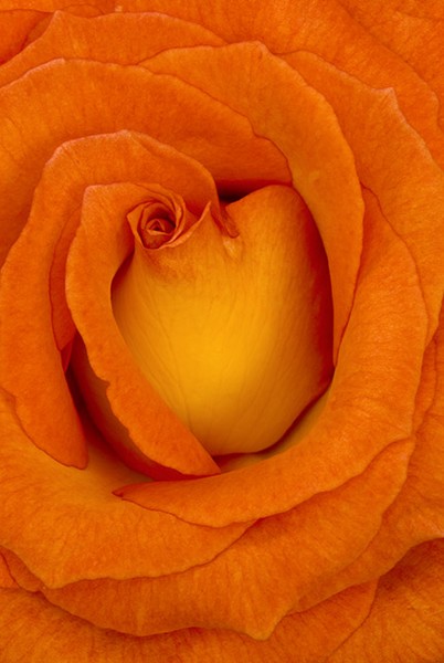 Orange Whirls