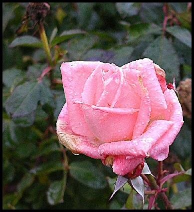 Rose in Winter