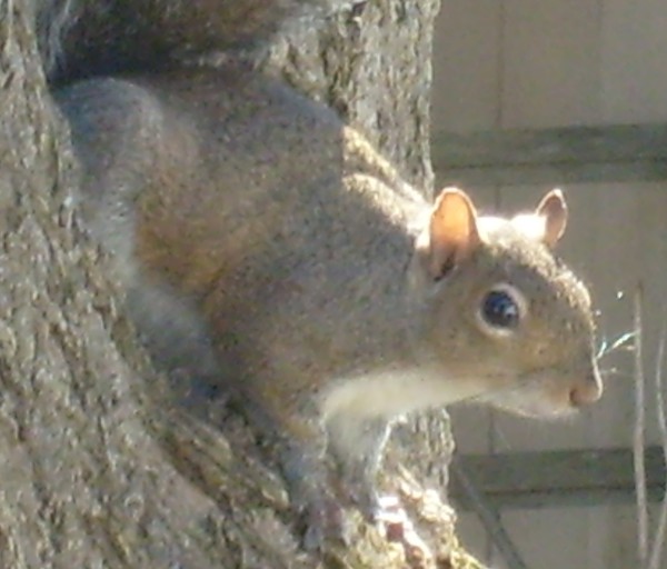 Lookout