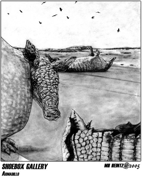SHOEBOX GALLERY: ARMADILLO