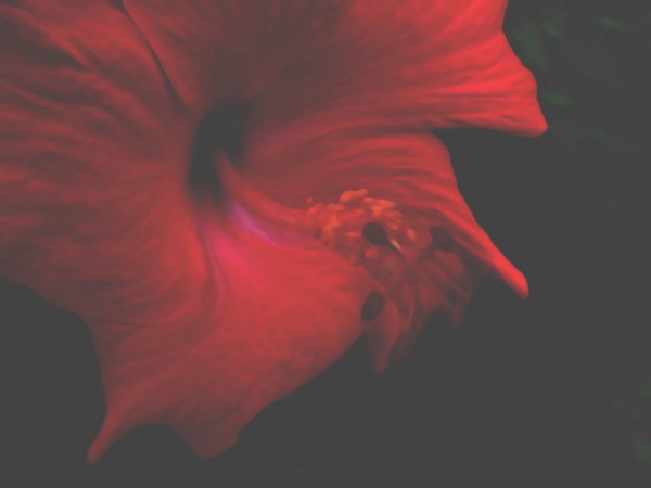 HY Red
