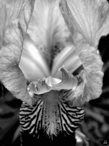 Bold in Black and White 2