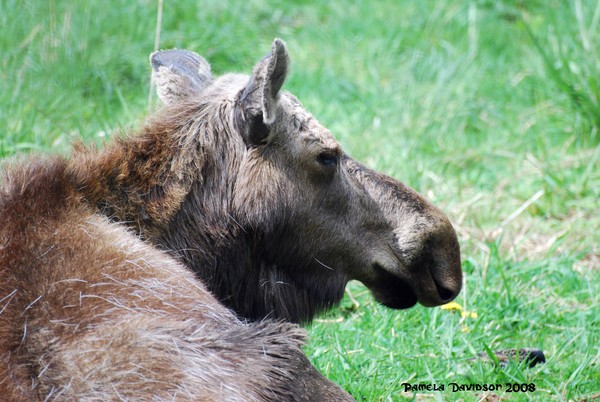 Bullwinkle, never heard of him!
