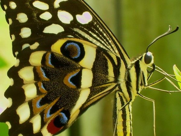 Chillin' Swallowtail