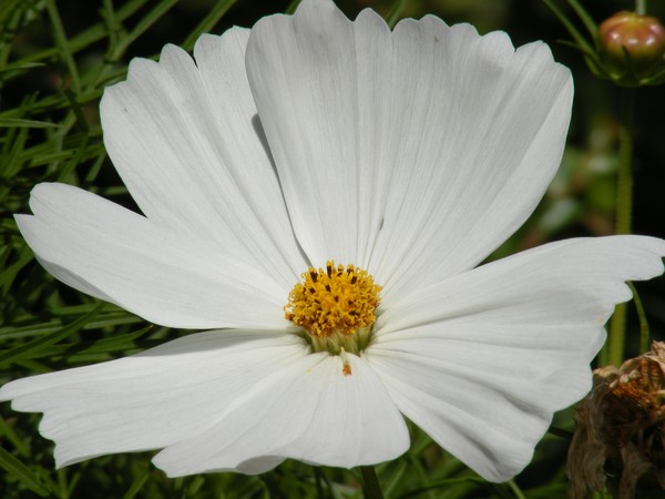 A Flower For Kindness