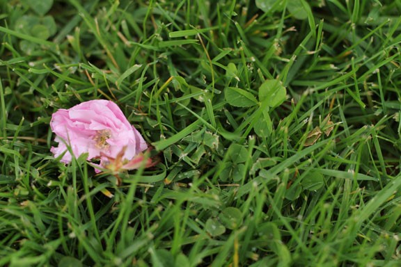 Pink & Green