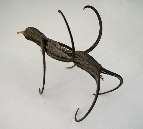 strange seed