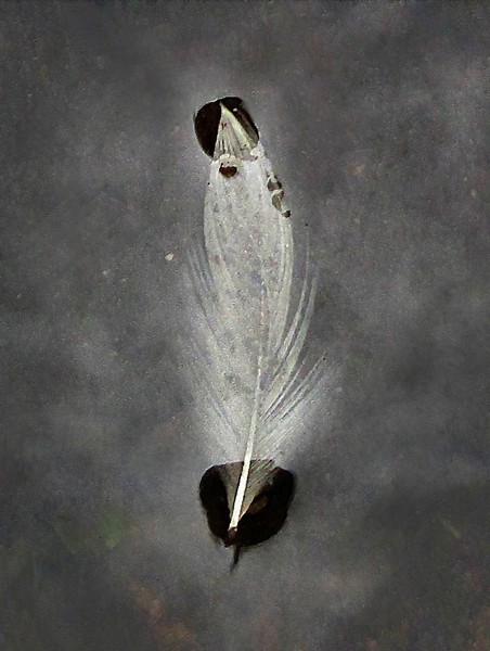 Wet Feather