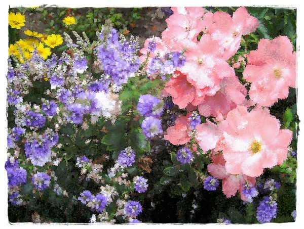 Garden Flowers