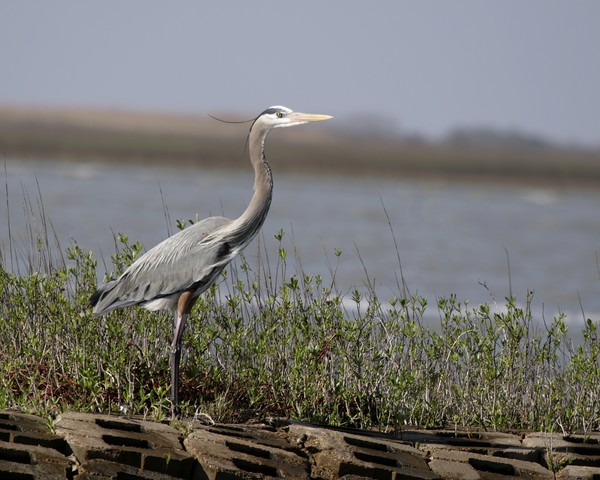 Great Blue Heron