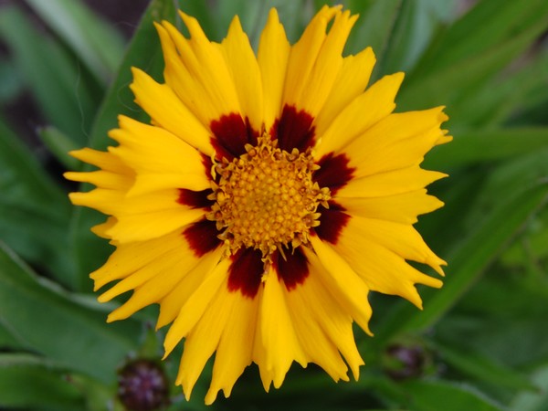 Sunfire