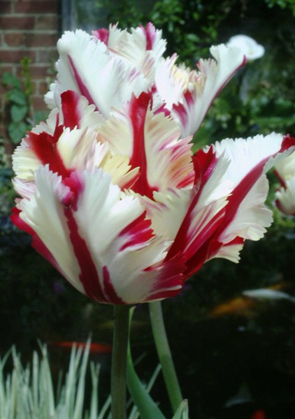 stripey feathered tulip