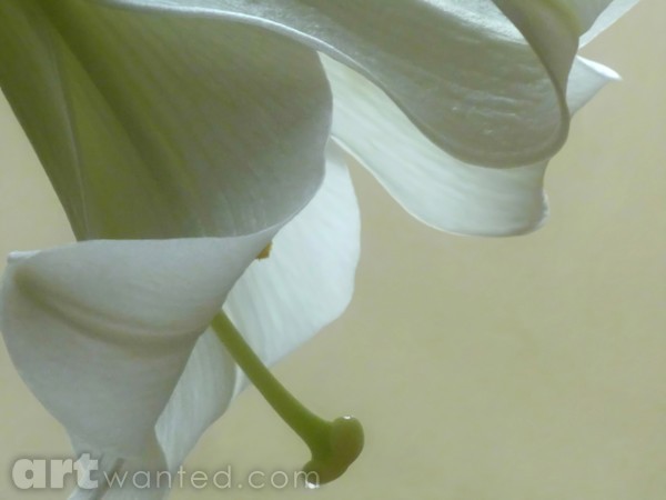 Lily With Morning Dew