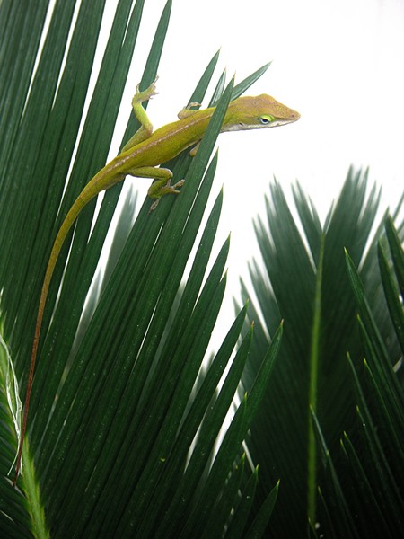 Anole With Palm - Flexible