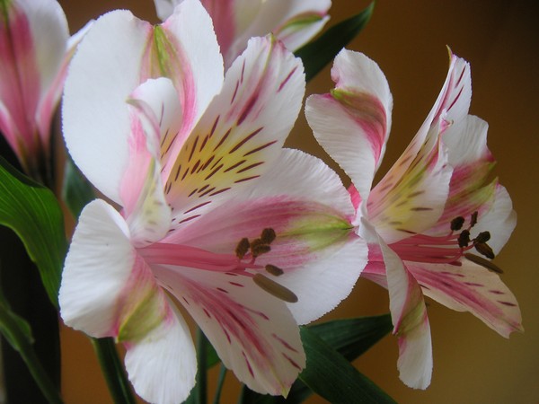 Alstroemerias Listening