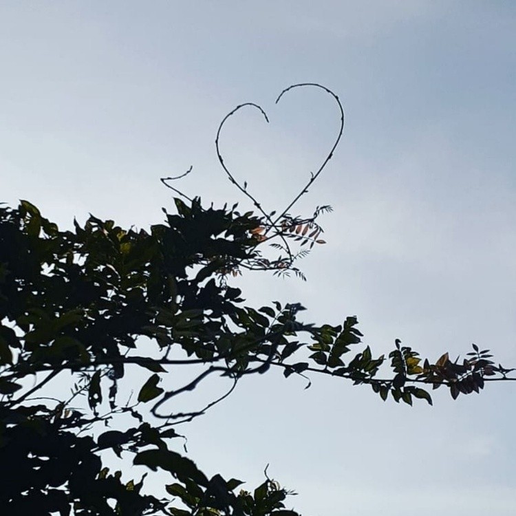 Heart in Branches