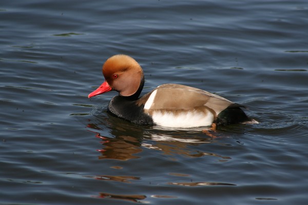 Duck on water